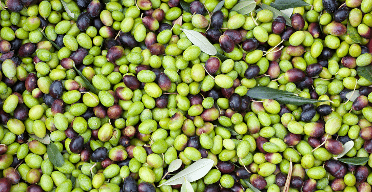 Olive taggiasche prodotto tipico ligure