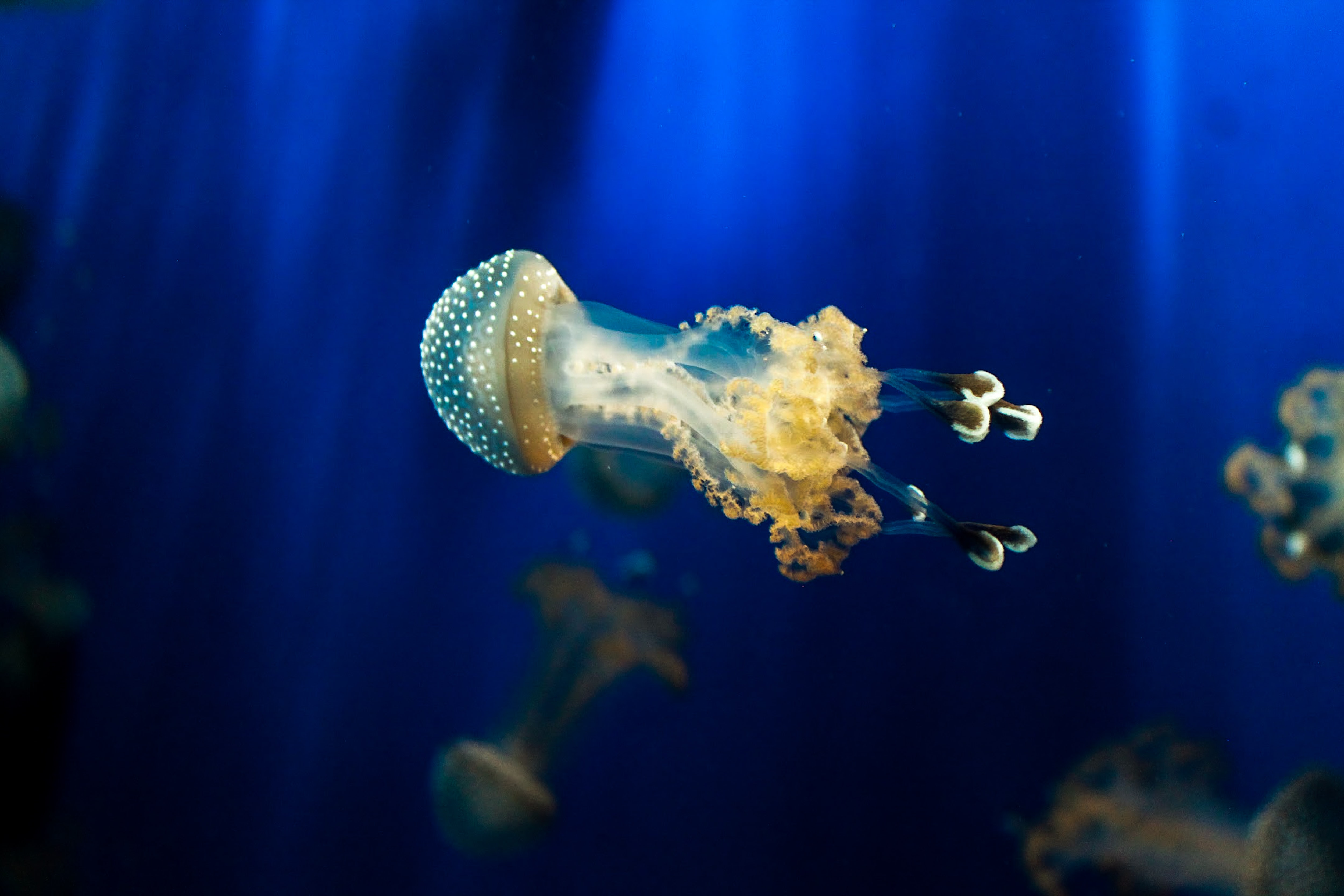 Acquario di Genova